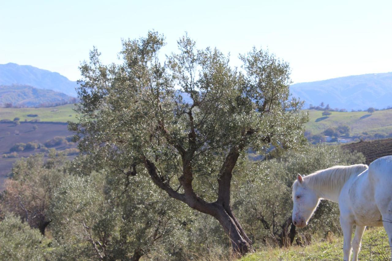 Villa El Sa Calopezzati Luaran gambar